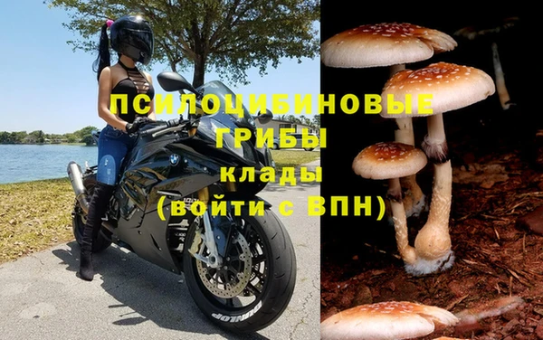PSILOCYBIN Вяземский